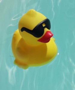 Duck_crop